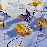листья на снегу :: юрий иванов