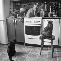 Наши кошки ждут обед :: Светлана Торгашева