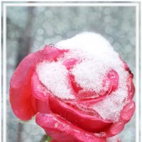 Роза на морозе :: Наталья Аверкина