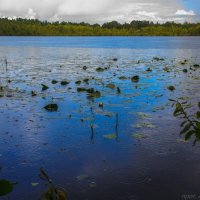 Озеро Светлояр. Дождь. :: Андрей Самсонов