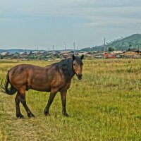 Портрет коня на фоне деревни :: Сергей Шаврин