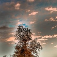 Берёза на закате, осень. :: Андрей Печерский 