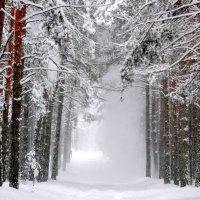 Зимовій ліс :: Farernik 