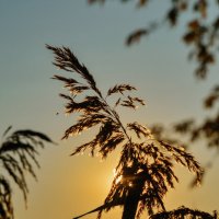 Солнце, трава и муха. :: Олег Помогайбин