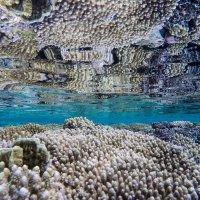 sharm el sheikh , diving :: Юлия 