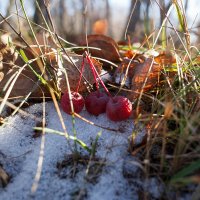 Яблоки на снегу. :: Виктор Гришенков