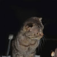 Любопытный кот :: Нелли Солодовникова 
