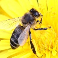 пчела :: Николай Климанов