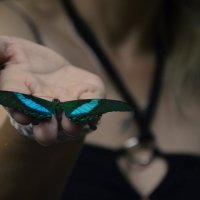 Butterfly :: Николай Воробьёв 