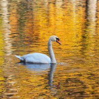 Лебедь в осеннем пруду :: Vadim Raskin