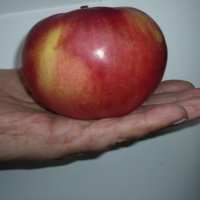 осеннее яблочко :: сергей-эдельвейс 