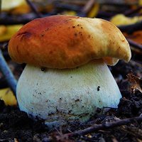 Белый гриб- радость грибника :: Валентина Пирогова
