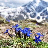 Гентианы, горные цветы. растут на границе снега и камней :: Оксана Онохова