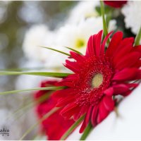 цветок :: Lanna Zhabina