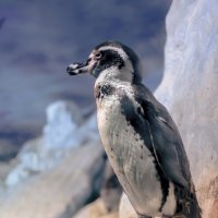Pinguin :: Lasc1vo Артёмин
