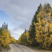 дороги лесные :: Владимир Иванов