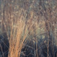 Пучок травы степной :: Оксана Летняя