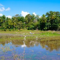 рисовое поле, Шри-Ланка :: Нина Рубан