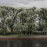 Городские деревья :: Сергей Глотов