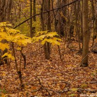 В осеннем лесу :: Надежда Лаптева