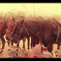 Поездка на лошадях :: Dar Milekin