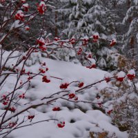 ...рябиновые...бусы... :: Ольга Cоломатина