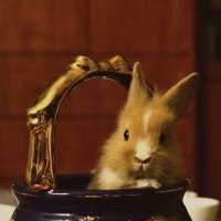 02.11.14 Маленький кролик залез в посудку. :: Борис Ржевский