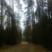 Дорожки лесные :: Ольга Кривых