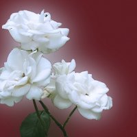 белые розы :: георгий   петькун 