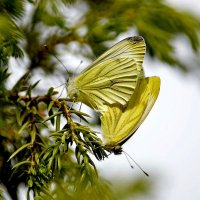 Бабочки :: Татьяна Н.