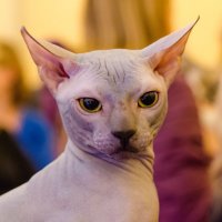 выставка кошек :: Светлана Быкова