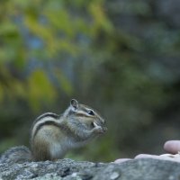 Бурундучок :: Елена 