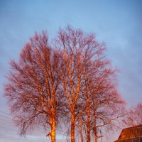 Red tree :: Алина Максимова