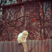 Грустный кот :: Наталья Шевякова