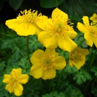 Trollius pumilus / Купальница :: laana laadas