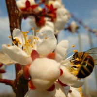 Весенняя пчёлка :: galina tihonova