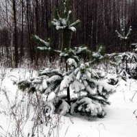 Зима в лесу_0005 :: kuvist 