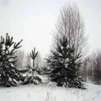 Зима в лесу_0001 :: kuvist 