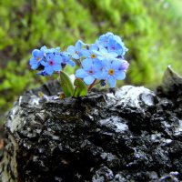 Незабудок глаза голубые. :: nadyasilyuk Вознюк