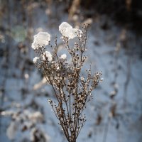 Первый снег :: Наталия 