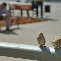 Воробьи и мы похожи, жизни наши очень схожи- прокормить себя, семью... :: Ирина Данилова