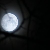Луна :: Ирина Белавенцева