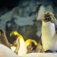 Реальные живые пингвины на Канарах. :: Олег Помогайбин