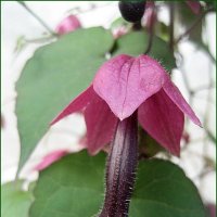 Rhodochiton atrosanguineum / Родохитон Пурпурный дождь / домашняя лиана :: laana laadas