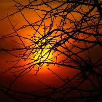 Ветви держат солнце :: Boris Khershberg