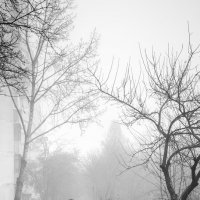 В тумане :: Lesli Suzumi