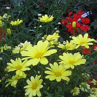 Argyranthemum / Аргирантема ( жёлтая ) :: laana laadas
