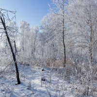 Чародейкою Зимою Околдован, лес стоит. :: Kassen Kussulbaev