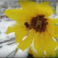 Под солнышком! :: Владимир Шошин