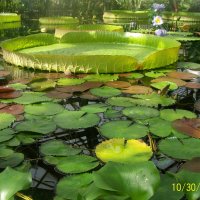 ботанический сад в санкт петербурге :: chatcher2012 